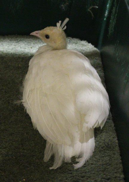 45425_baby_white_peachick-2_months_old_8-10-2011-crop.jpg