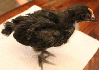 45425_bcm_chick_hatched_4-14-2011-boy-crop.jpg