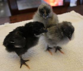 45425_black_blue_copper_marans2_4-17-2011hatched_4-14-2011-crop.jpg