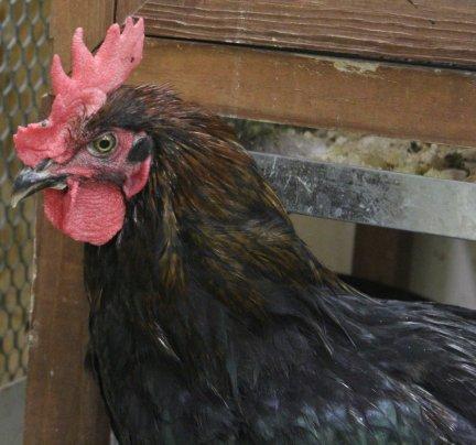 45425_black_copper_marans_cockeral-_35_months_7-29-2011-crop.jpg