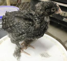 45425_black_cuckoo_marans2_4_weeks-10-1-2011-crop.jpg