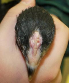 45425_black_marans_chick-_4_weeks_old_12-17-2011-crop.jpg