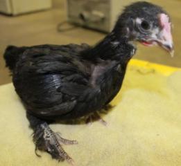 45425_black_marans_chick-_side_shot-4_weeks_old-12-17-2011-crop.jpg