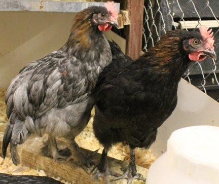 45425_blue_and_black_copper_marans_cockerals_10_weeks_old_6-27-2011.jpg