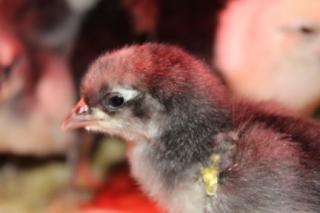 45425_blue_andalusian_chick_1-3-2011.jpg