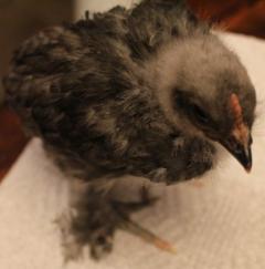 45425_blue_copper_marans_chick_hatched_4-21-2011-boy-crop.jpg