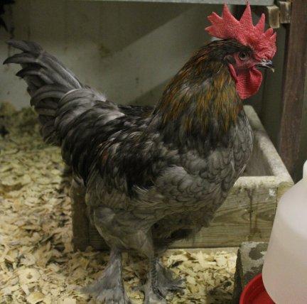 45425_blue_copper_marans_cockeral-35_months_7-29-2011-crop.jpg