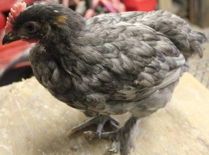 45425_blue_copper_marans_cockeral2_6_weeks-5-30-2011-crop.jpg