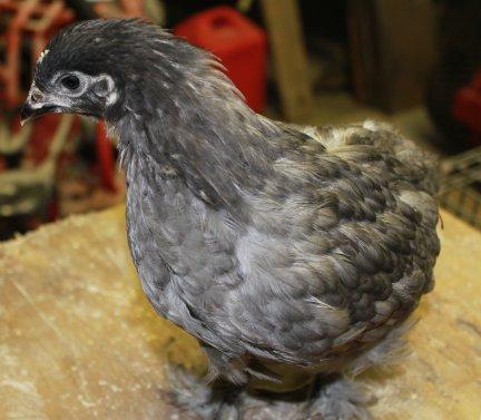 45425_blue_copper_marans_pullet-6_weeks_5-30-2011-crop.jpg