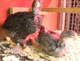 45425_blue_cuckoo_black_cuckoo_marans_chicks2_10-12-2011-crop.jpg