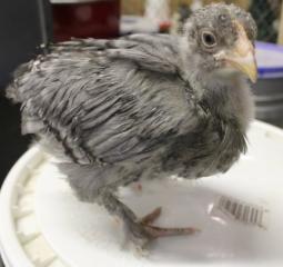 45425_blue_cuckoo_marans2-4_weeks-10-1-2011-crop.jpg