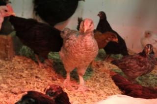 45425_blue_cuckoo_marans2_chick_1-1-2011.jpg