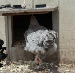 45425_blue_cuckoo_marans3_4_months_old_5-1-2011-crop.jpg