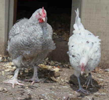 45425_blue_cuckoo_marans_boy_and_splash_andalusian_pullet_5-1-2011-crop.jpg