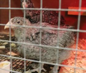 45425_blue_cuckoo_marans_chick_10-12-2011-crop.jpg