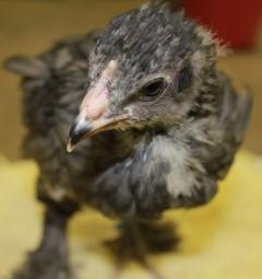 45425_blue_marans_chick-blue_band-4_weeks-12-17-2011-crop.jpg
