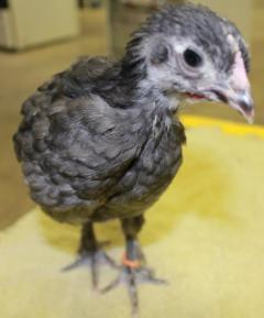 45425_blue_marans_chick-orange_band-4_weeks-12-17-2011-crop.jpg