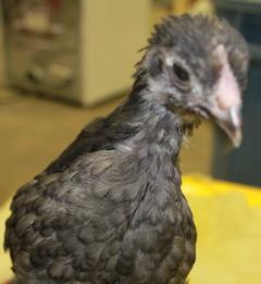 45425_blue_marans_chick-orange_band2-4_weeks-12-17-2011-crop.jpg