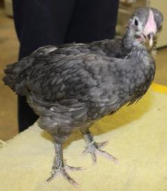 45425_blue_marans_chick-white_band-4_weeks-12-17-2011-crop.jpg