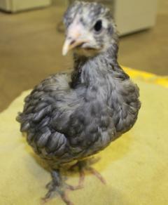 45425_blue_marans_chick-yellow_band-4_weeks-12-17-2011-crop.jpg