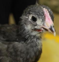 45425_blue_marans_chick2-white_band-4_weeks-12-17-2011-crop.jpg