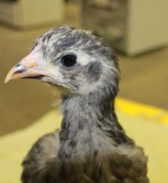45425_blue_marans_chick2-yellow_band-4_weeks-12-17-2011-crop.jpg