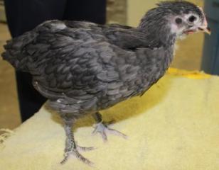 45425_blue_marans_chick3-_white_band-4_weeks_old-12-17-2011-crop.jpg