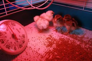 45425_chicks_1_hatched_4-29-2010.jpg