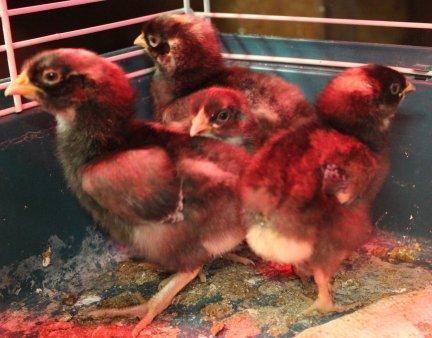 45425_cuckoo_marans_chicks-1_week-8-6-2011-crop.jpg