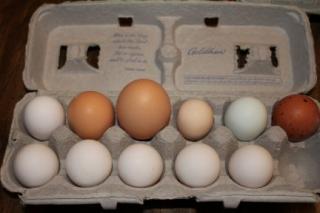 45425_cuckoo_marans_egg_1-24-2011.jpg
