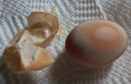 45425_cuckoo_marans_egg_and_shell_6-27-2011.jpg