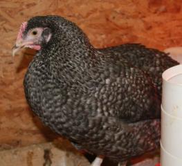 45425_cuckoo_marans_pullet-12-17-2011-crop.jpg