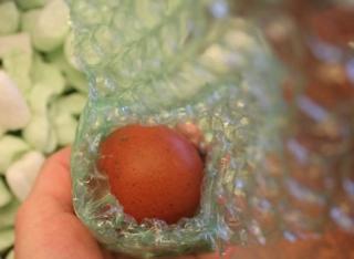 45425_each_egg_had_a_pouch_3-23-2011-crop.jpg
