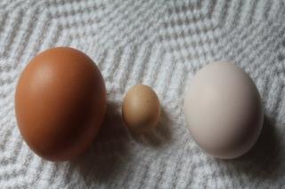 45425_eggs_11-10-2010.jpg