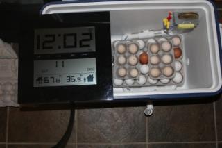 45425_nyd_hatch_eggs_set_12-11-2010_1201_pm.jpg