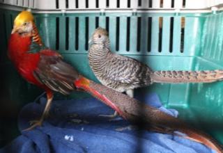 45425_red_golden_pheasants_10-1-2011-crop.jpg