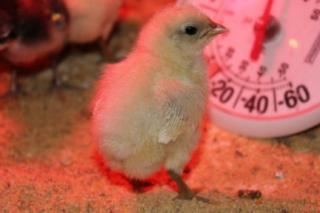 45425_splash_andalusian_chick_stink_eye_1-3-2011.jpg