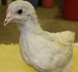 45425_splash_marans_chick-green_band-4_weeks-12-17-2011-crop.jpg