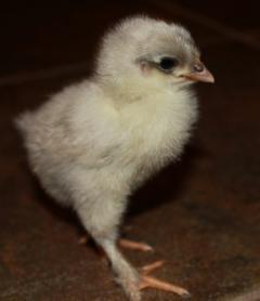45425_splash_marans_chick1_11-12-2011-crop.jpg