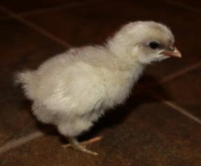 45425_splash_marans_chick2_hatched_11-12-2011-crop.jpg