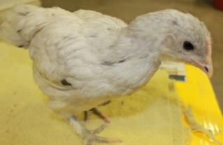 45425_splash_marans_chicks-black_band-4_weeks-12-17-2011-crop.jpg