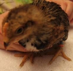 45425_welsummer_boy_2-blue-orange_3-4-2011.jpg