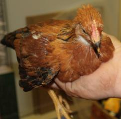 45425_welsummer_chick-boygl-5_weeks-3-21-2011-crop.jpg