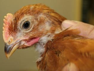 45425_welsummer_chick-boygl3-5_weeks_3-21-2011-crop.jpg