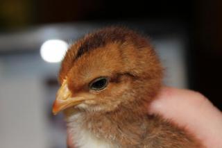 45425_welsummer_chick_3-_2-14-2011.jpg