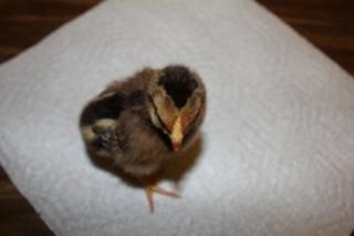 45425_welsummer_chick_hatched_1-23-2011.jpg