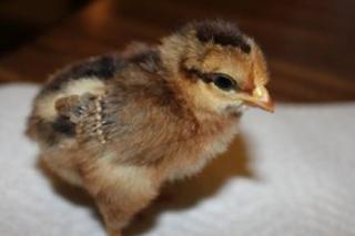 45425_welsummer_chick_side_hatched_1-23-2011.jpg