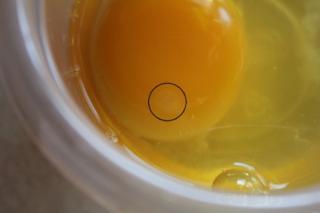 45425_welsummer_egg-1-8-2011.jpg