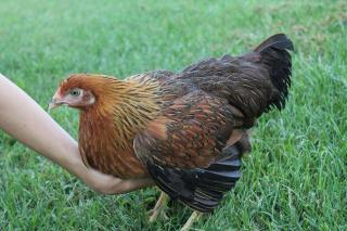 45425_welsummer_pullet.jpg