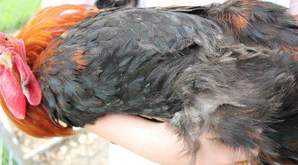 45425_welsummer_rooster3_75_6-2-2011.jpg